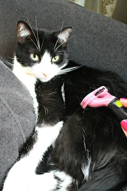 Furminator short hair cat brush image 3