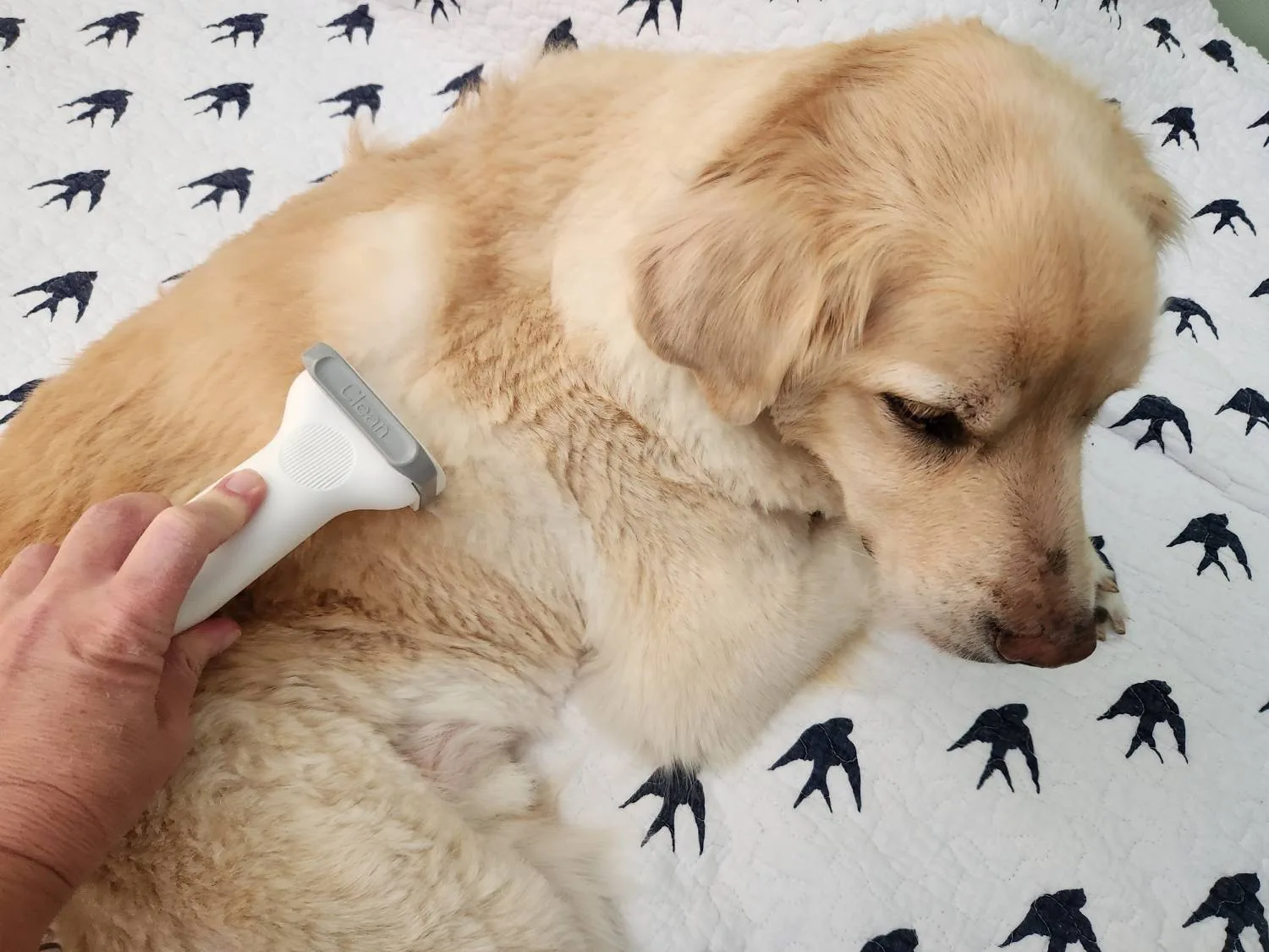 Neabot P1 Pro pet grooming kit image 3